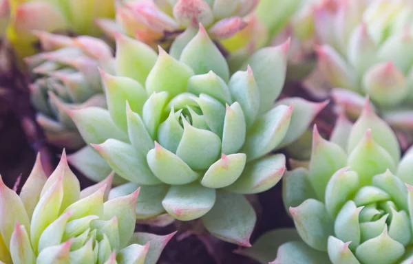 Graptopetalum Macdougallii Alxander Succulents Gros Plan — Photo