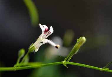 Yeşil Chireta çiçeği, Andrographis paniklemesi.