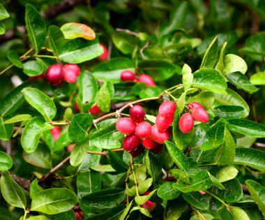 Bengal-kuş üzümü, Carandas-Erik, Karanda veya Carunda meyve