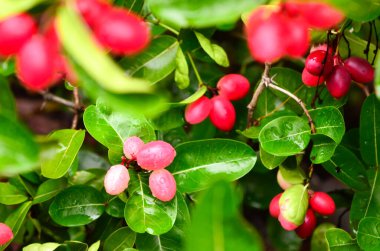 Bengal-kuş üzümü, Carandas-Erik, Karanda veya Carunda meyve
