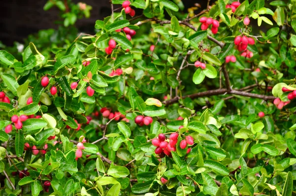 Ribes Del Bengala Carandas Prugna Karanda Carunda — Foto Stock