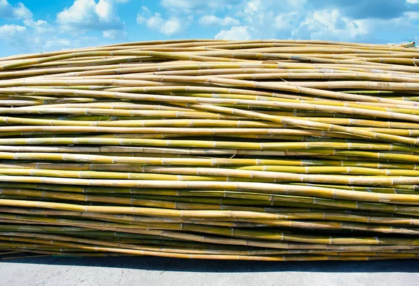 Bambusgruppe Auf Dem Boden — Stockfoto