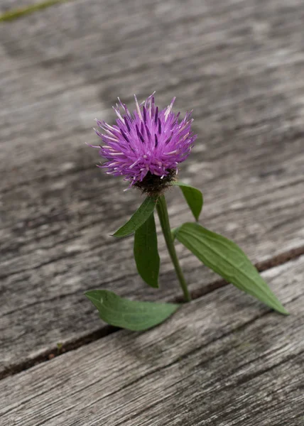 A Single Scottish Thistle in Wood — Stock Photo, Image