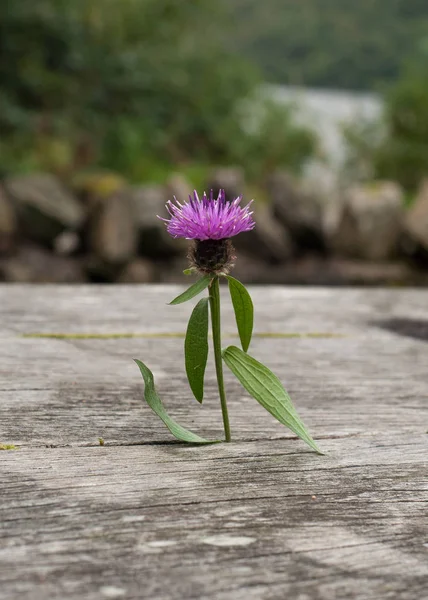 Jediný skotský Thistl ve dřevě — Stock fotografie