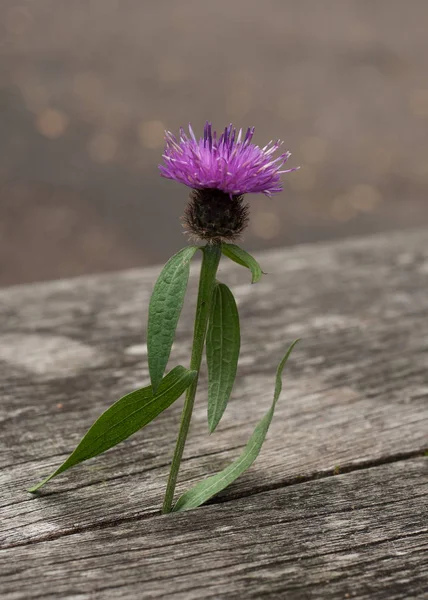 A Single Scottish Thistle in Wood — Stock Photo, Image