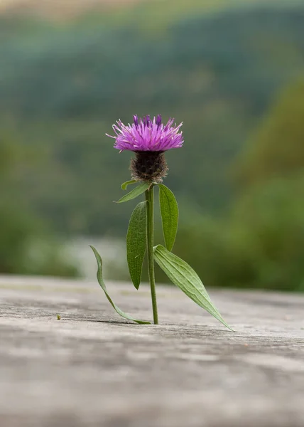 A Single Scottish Thistle in Wood — Stock Photo, Image