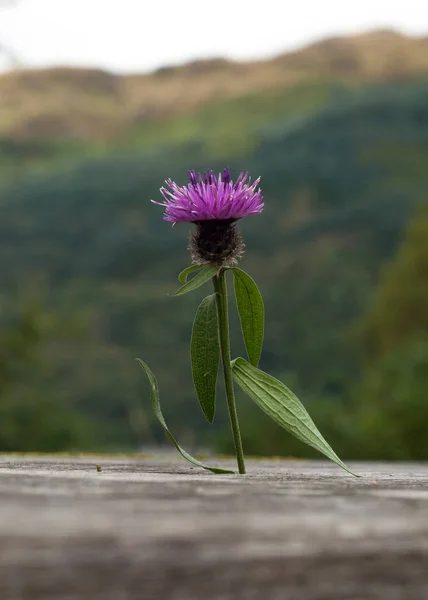 A Single Scottish Thistle in Wood — Stock Photo, Image