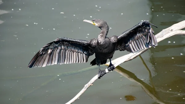 Corvo-marinho preto sentado em uma brancha — Fotografia de Stock