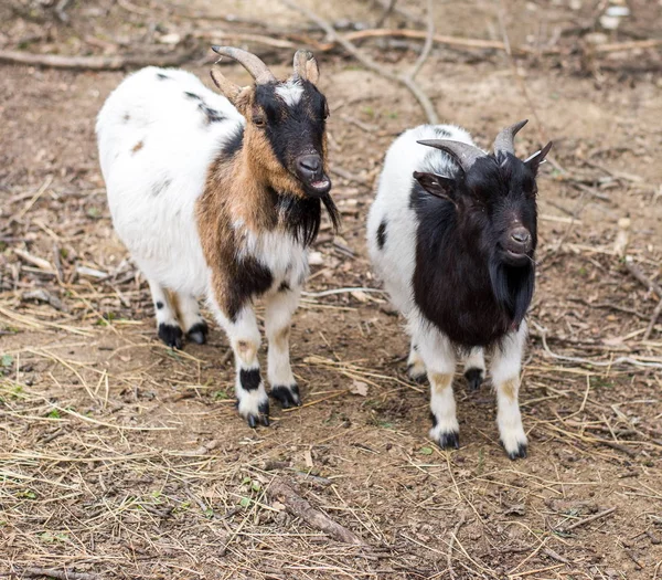 Deux chèvres côte à côte — Photo