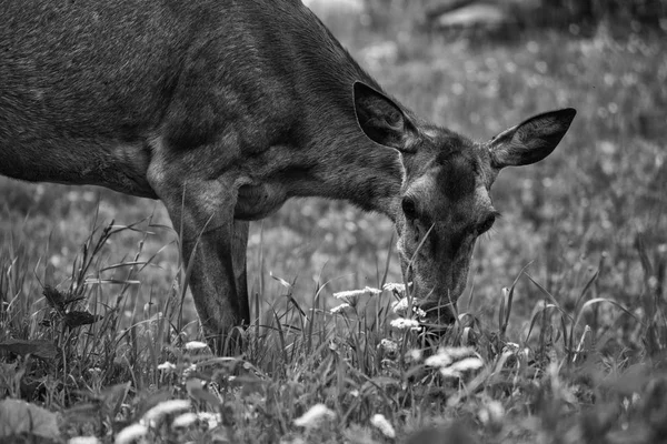 Young deer grazing on the meadow — Stock Photo, Image