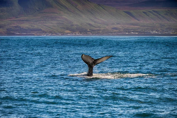 Svansen på en val i Husavik, Island — Stockfoto