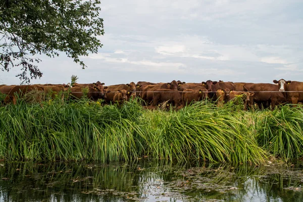 Cow cattle on riverside — Stock Photo, Image