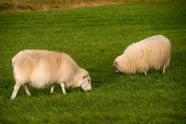 Grazing sheeps on the green — Stock Photo, Image