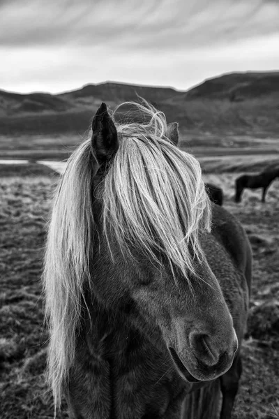 Islandpferd in freier Wildbahn — Stockfoto