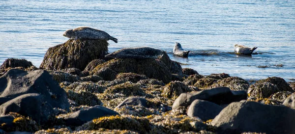 Тюлени отдыхают на пляже Ytri Tunga в Исландии — стоковое фото