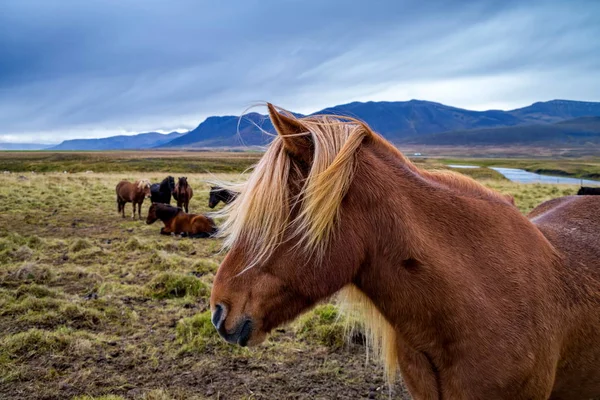 Cavallo islandese in natura — Foto Stock
