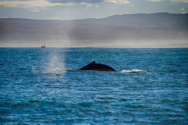 Wieloryb, zbliża się do oddechu w Húsavík, Iceland — Zdjęcie stockowe