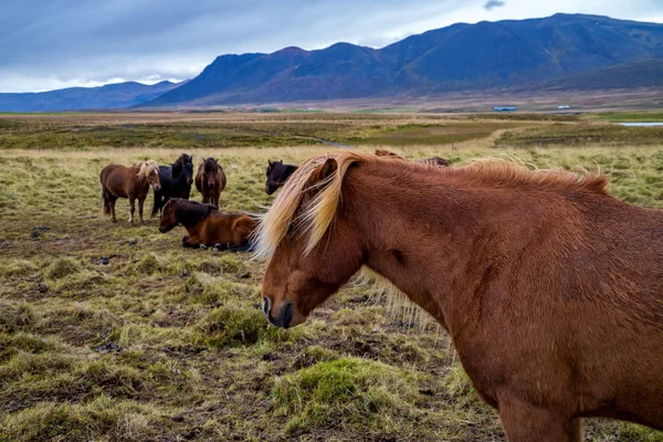 Icelandic horse in the wild — Stock Photo, Image