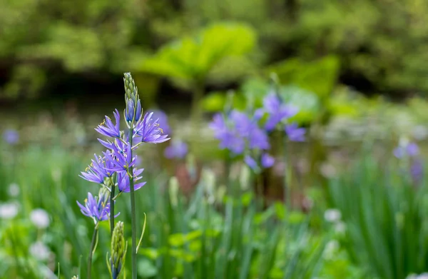 Fioletowy kwiat na polu — Zdjęcie stockowe