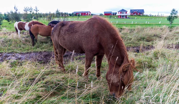 アイスランドの馬の放牧 — ストック写真