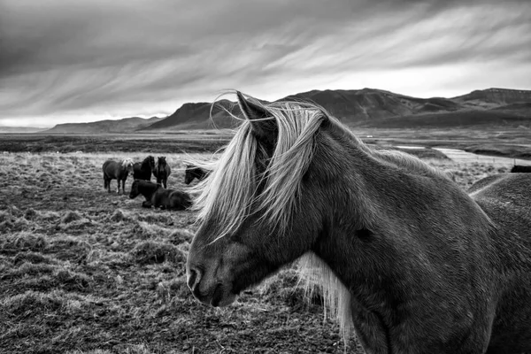 Islandshäst med långt hår — Stockfoto
