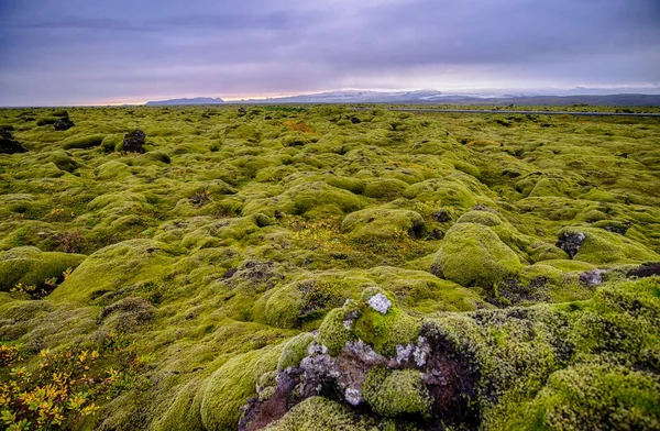 Endloses Moos in Island — Stockfoto