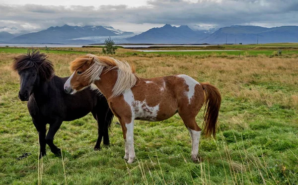 Cavalo islandês com cabelo lon — Fotografia de Stock