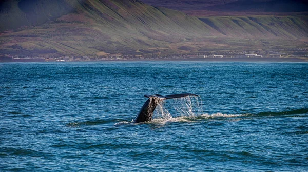 Ogon wieloryba w Húsavík, Iceland — Zdjęcie stockowe