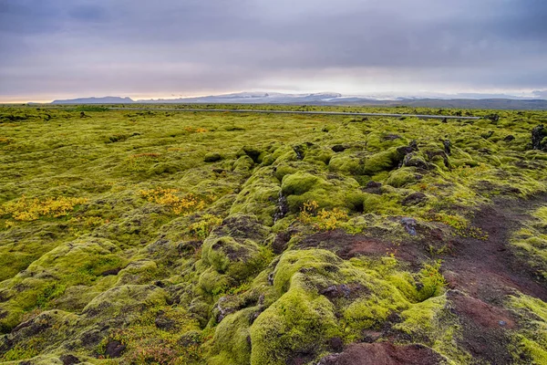 Endless moss in Iceland — Stock Photo, Image