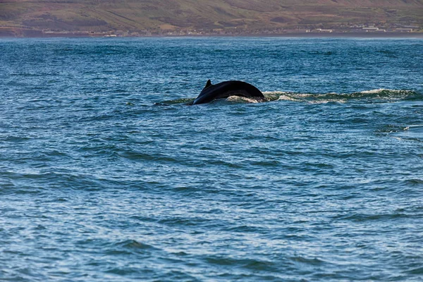 Whale kommer upp efter andan i Husavik, Island — Stockfoto