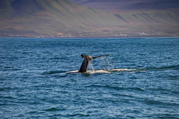 Svansen på en val i Husavik, Island — Stockfoto