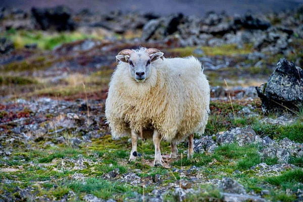 Grazing sheeps in Iceland — Stock Photo, Image