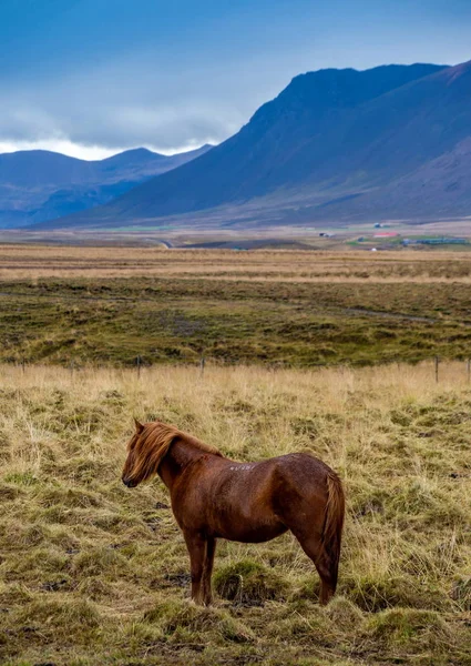 Islandský kůň na Islandu — Stock fotografie