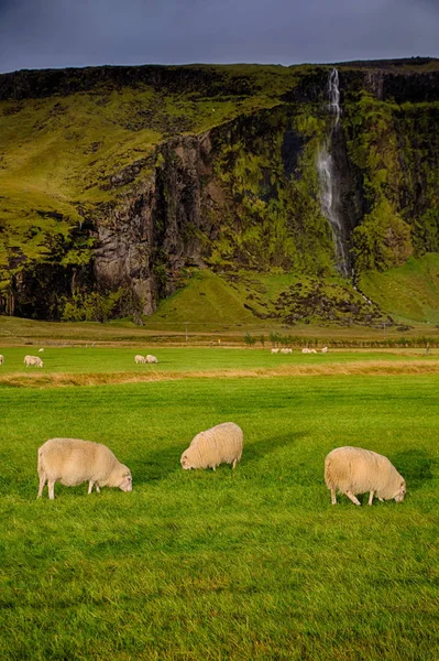 Betande fåren i Island — Stockfoto