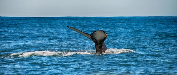 Cauda de uma baleia em Husavik, Islândia — Fotografia de Stock