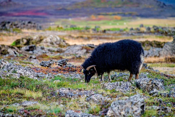 Weidende schwarze Schafe in Island — Stockfoto