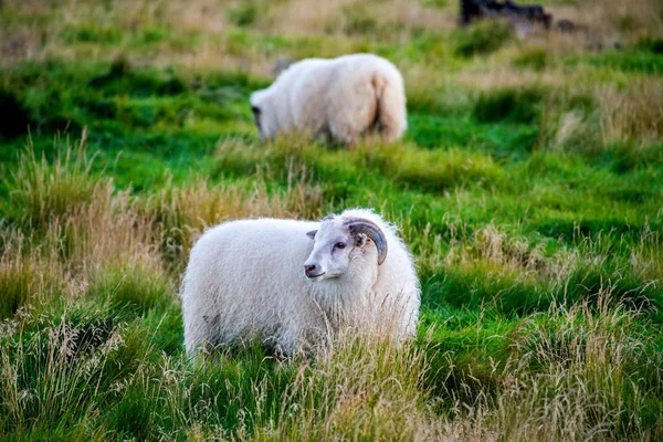 Grazing sheeps in Iceland — Stock Photo, Image