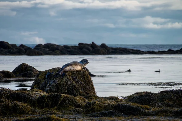 Sälar vilar i Ytri Tunga beach i Island — Stockfoto