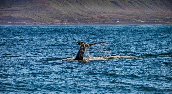 Ogon wieloryba w Húsavík, Iceland — Zdjęcie stockowe