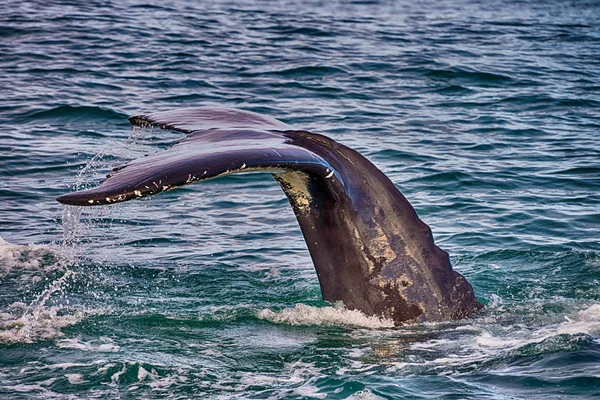 Husavik, Izland egy bálna farka — Stock Fotó