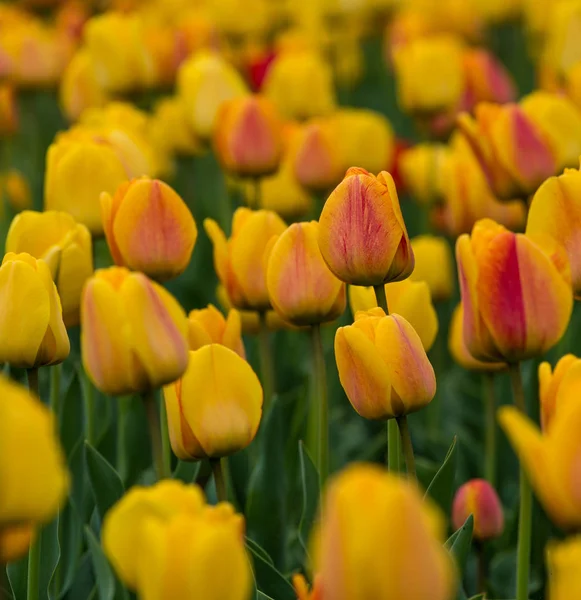Tulpen auf einem Feld — Stockfoto