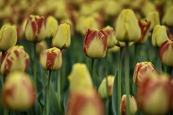 Tulipas em um campo — Fotografia de Stock