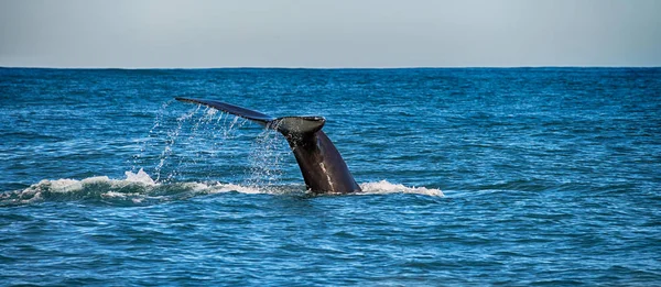 Tail of a whale in Husavik, Iceland — Stock Photo, Image