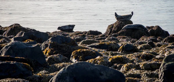 Тюлени отдыхают на пляже Ytri Tunga в Исландии — стоковое фото