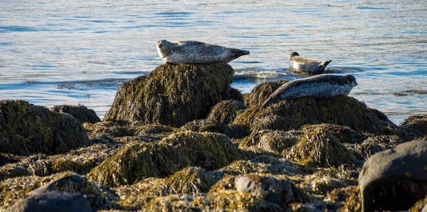 Seals resting in Ytri Tunga beach in Iceland — Stock Photo, Image