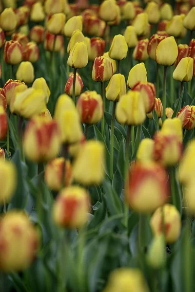 Tulpen auf einem Feld — Stockfoto