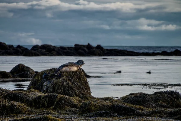 Uszczelnienia, odpoczynku w Ytri Tunga beach w Islandii — Zdjęcie stockowe