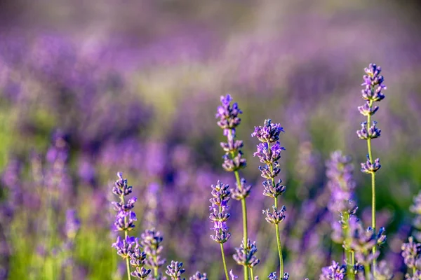 Purple  Levander Fields — Stock Photo, Image