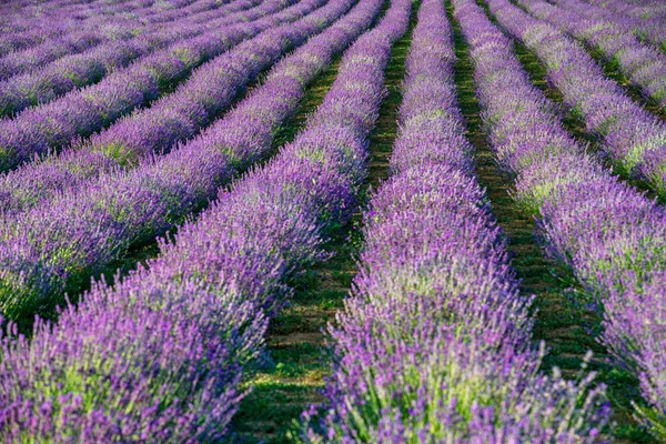 Campi viola livellamento — Foto Stock