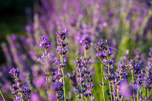 Campi viola livellamento — Foto Stock